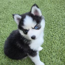 Rex - Black and white male Pomsky puppy in Fredericksburg, Virginia from Purely Pomskies