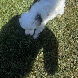 Chinese Crested Puppies from Barely Naked