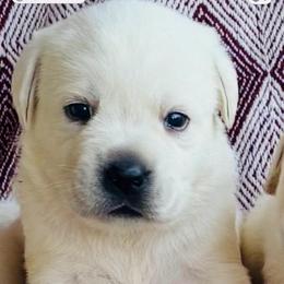 Girl 1 - Yellow female Labrador Retriever puppy in Jamestown, Ohio from Heartlands Quality Labrador Retrievers