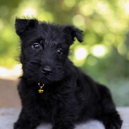Sunshine - Black female Scottish Terrier puppy in Mount Joy, Pennsylvania from K&M Kennel