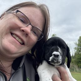Purple Collar Female - Black and white female German Shorthaired Pointer puppy in Onalaska, Washington from Boonies Farms