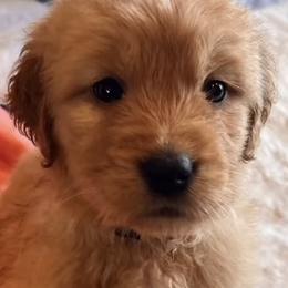 Golden Retriever Puppies from Contango Goldens