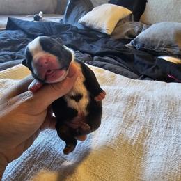Girl 4/Green Collar - Black brindle and white Boston Terrier puppy in Rapid City, South Dakota from Little Daemons Boston Terriers