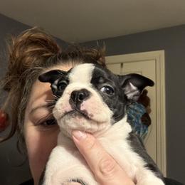 Boston Terrier Puppies from Mad Bossies