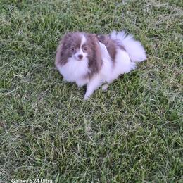 Thyri - Pomeranian