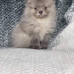 Pomeranian Puppies from Annie’s Animated AKC Pomeranians