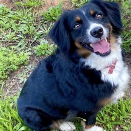 Miniature Australian Shepherds from Magnolia Pawz Aussies