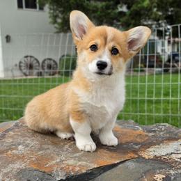 Marshmallow Fluff - Sable female Pembroke Welsh Corgi puppy in Washington from Castle View Royal Rumps