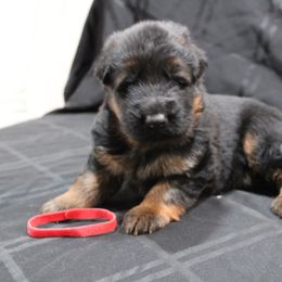 German Shepherd Puppies from Rodney Aguirre