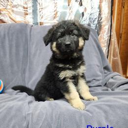 Purple Collar - Black and red female German Shepherd puppy in Louisville, Ohio from Crooked River German Shepherds