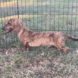 Pixel - Cream male Dachshund puppy in Killeen, Texas from Southern Dachshunds