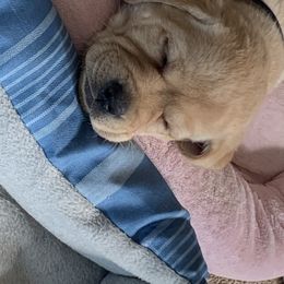 Labrador Retriever Puppies from Outlaws Labradors