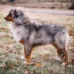Full Tail - Legacy - Blue merle male Miniature Australian Shepherd puppy in Mc Alester, Oklahoma from Angel's Aussies