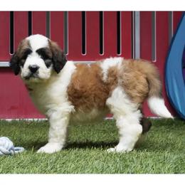 Great Pyrenees and Saint Bernard Puppies from BloodlineRanch St. Berdoodles & Pyredoodles