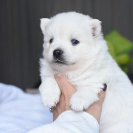 Coco - White female Pomsky puppy in Coos Bay, Oregon from Ocean View Pomskies