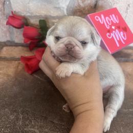 Pink collar - Cream female Pug puppy in Tucson, Arizona from Furever Friends