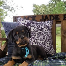 Rottweiler Puppies from Black Jade Rottweilers