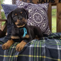 Rottweiler Puppies from Black Jade Rottweilers