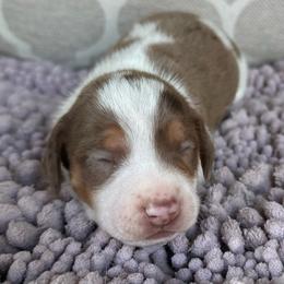 CKC Boy 3 - Dapple male Dachshund puppy in Joshua Tree, California from Desert Dreams Ranch