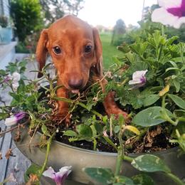 Sienna - Red female Dachshund puppy in Arthur, Illinois from Dachs and Poms