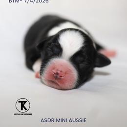 Lincoln - BTM - Black tri male Miniature Australian Shepherd puppy in Nacogdoches, Texas from TK Standard, Mini, & Toy Aussies