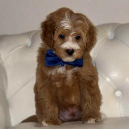 Rodeo - Brown and white male Bernedoodle puppy in Gainesville, Florida from Alyssa Xxweetdoodles