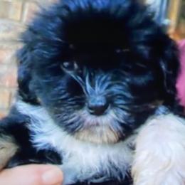 Lhasa Apso Puppies from Cynthia's Lhasa Apsos