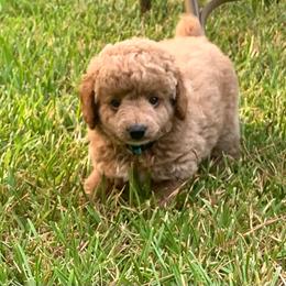 Oliver - Apricot male Poodle puppy in Nacogdoches, Texas from BA Mini Poodles