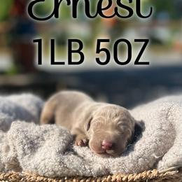 Ernest - Silver male Dilute Retriever puppy in Puyallup, Washington from 12 Door Farm Labradors