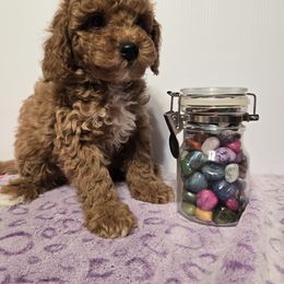Boy 2 Jerry - Poodle puppy from Mariya's Cavapoos
