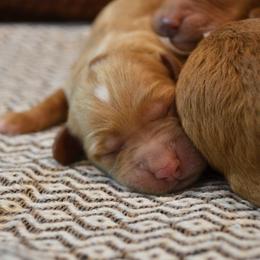 Goldendoodle Puppies from Cozy Cove Goldendoodles