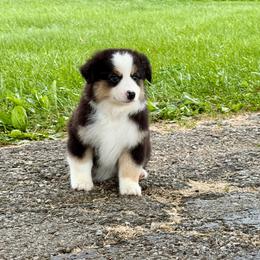 Jenny - Black tri female Miniature American Shepherd puppy in Hillsboro, Kentucky from Kidd’s Miniature American Shepherds