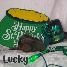 Lucky - Chocolate and cream male Dachshund puppy in Monitor, Washington from Shannon Dolly’s Dachshunds