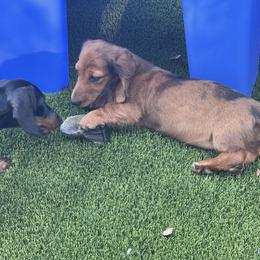 Dachshund Puppies from EntityDachs