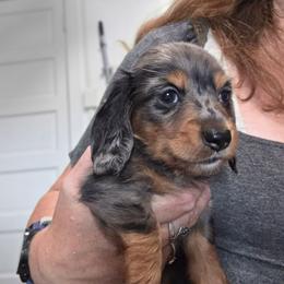 Emma's black and tan dapple boy more white on chest - Dapple male Dachshund puppy in Declo, Idaho from Dozendachs