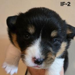 IF-2 - Black and tan female Pembroke Welsh Corgi puppy in Ely, Minnesota from RJ's Corgis