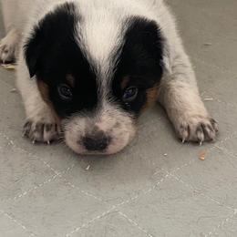 KM1 - Blue mottled male Australian Cattle Dog puppy in Libby, Montana from RnB Cattle Dogs LLC