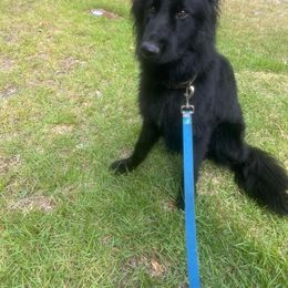 Jax - German Shepherd