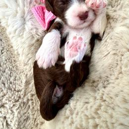 Hot pink ras - Brown and white female Bernedoodle puppy in Curtice, Ohio from The Pink Doghouse