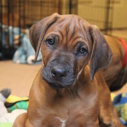 Rhodesian Ridgeback Puppies from Supernova Ridgebacks