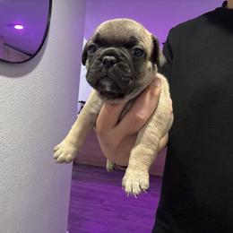 Boy 2 - male French Bulldog puppy in Anaheim, California from Brightest Days Ahead