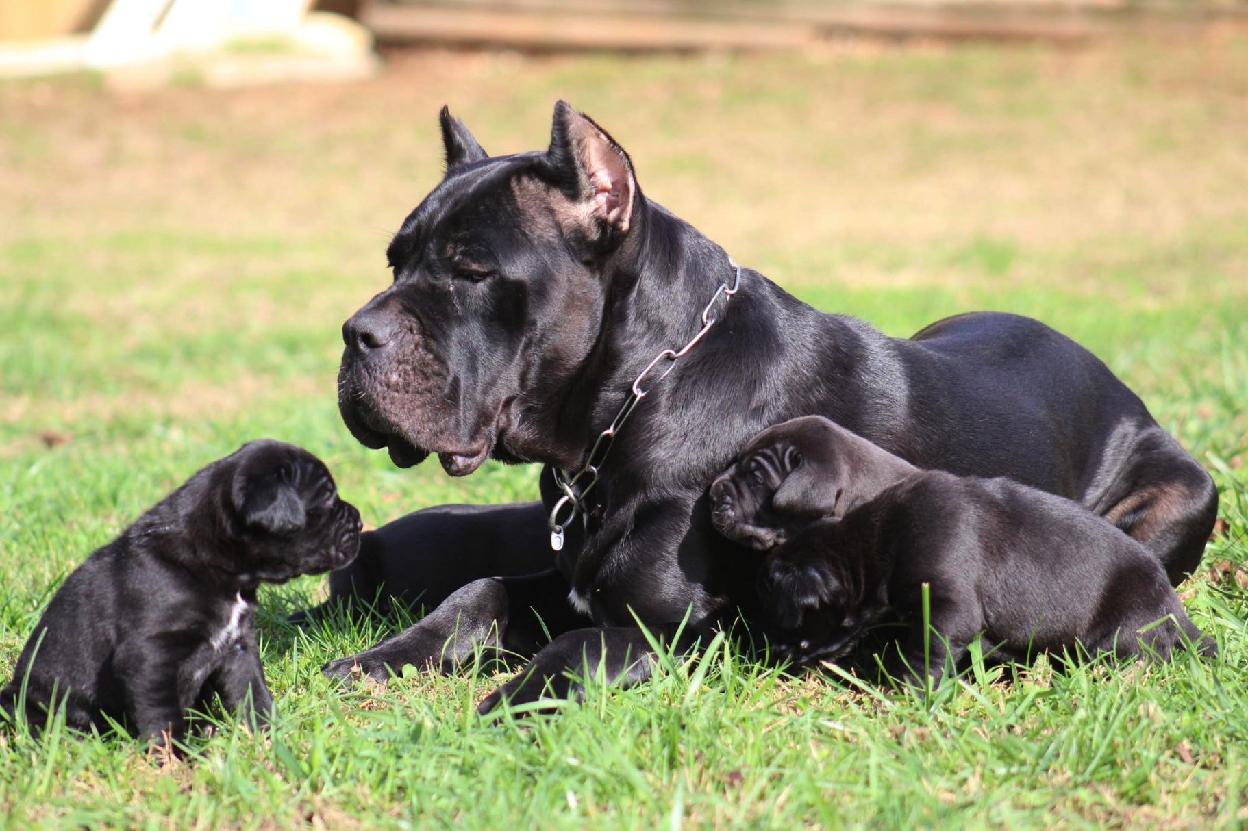 Cane Corso Puppies, Bohemia Cane Corso