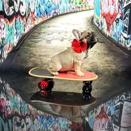 Bulldog and French Bulldog Puppies from AdoraBull Bulldogs