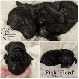 Poodle Puppies from Kvali Standard Poodles