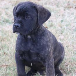 Boy 2 - Black brindle male Cane Corso puppy in Kaufman, Texas from Phantom Corsos