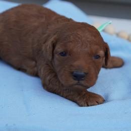 Bruno - Red  male Goldendoodle puppy in Lancaster, Pennsylvania from Henriquez Puppies