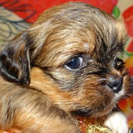 AKC XANDOR - Golden male Lhasa Apso puppy in Fort Washington, Maryland from GyanGanj Lhasa Apso