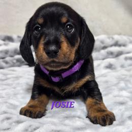 Josie - Black and tan female Dachshund puppy in Blair, Oklahoma from North Fork Doxies-Okla