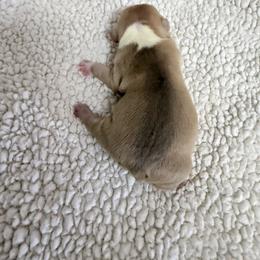 Astro - Red and white male Bulldog puppy in Conroe, Texas from Momma Bear’s bulldogs