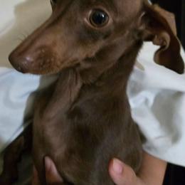 Lilo - Dachshund